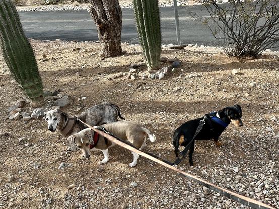 dachshunds in the shiggy