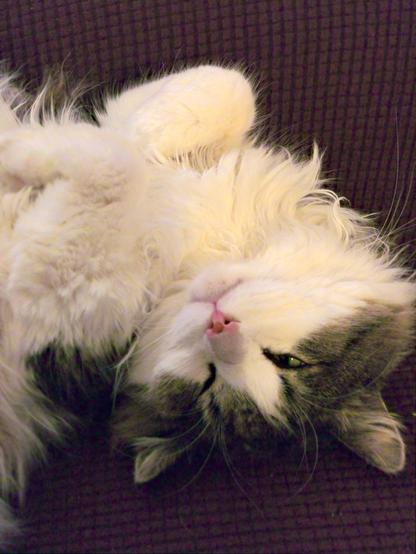 My cat Charlie upside down on the couch.