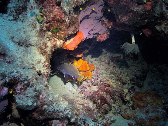 A brown meagre (Sciaena umbra), looking blue-purple in this picture, is headed towards a hole on the rocks, in front of an orange sponge.
