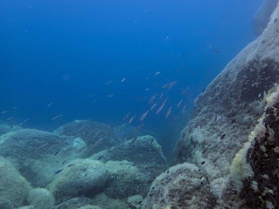 A swarm of unidentified small fish (possibly sardines), swimming downwards next to a rock, with the same slope as the rock.