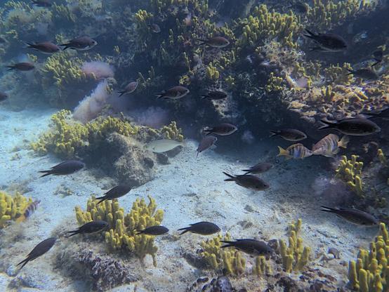 Two painted combers (Serranus scriba) that look like they are kissing on the mouth - they were in fact fighting. They are surrounded by black damselfish (Chromis chromis) and a single dreamfish (Sarpa salpa), in front of a scenery with sand, small rocks, and yellow sponges.