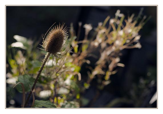 A dry teasel flower leaning into the frame from the bottom left corner, gently backlit by the afternoon sun. Green foliage from owther weeds provides a beckdrop following that same direction, whil the upper left and bottom right corners falls in shadow.