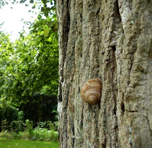 Eine nicht sichtbare Schnecke hängt mit ihrem Gehäuse an einem Baumstamm in Nahaufnahme, im Hintergrund sind unscharf grüne Pflanzen zu sehen.