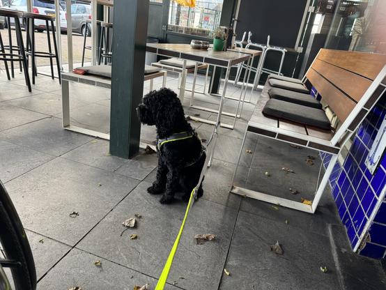 Joy the deep black labradoodle exploring the terrace at the café wondering where partner has gone.