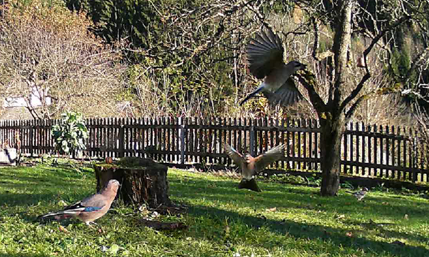 four jays one fly off,
one is landing
one looking towards lifting off one
in the foreground,
one in the grass in the background
