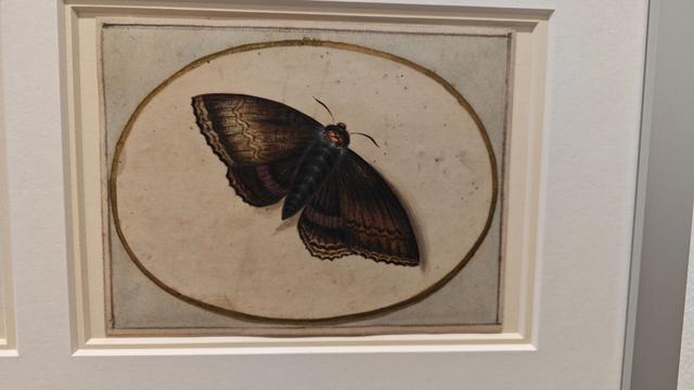 Dunkler Schmetterling