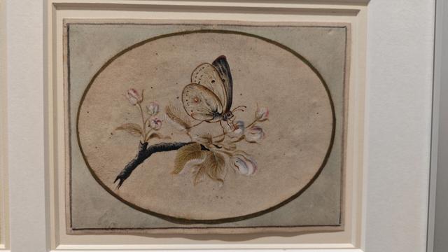 Apfelblüte mit Kohlweißling
