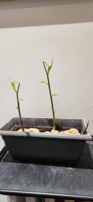 Photo de trois pousses de gingembre dans une mini-jardinière. La plus haute fait une quinzaine de centimètres de haut et à trois feuilles.
