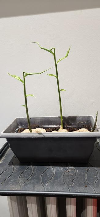 Photos de trois pousses de gingembre dans une mini-jardinière. La plus haute fait maintenant deux centimètres de plus et à une nouvelle feuille.