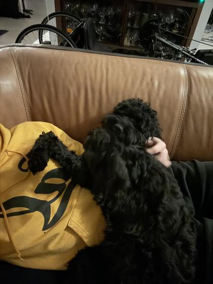 Joy the black Labradoodle looks at the camera as she is sprawled out on top of me. 🥰