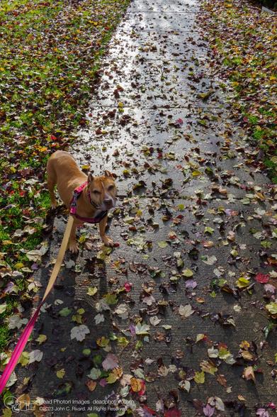 A red-brown dog with a white streak down the side of her nose stands on a wet sidewalk covered with colorful autumn leaves. She is wearing a pink harness and collar, and a pink leash leads to the lower-left corner of the frame. She is looking at the camera with large brown eyes, her ears are up, and her forehead is wrinkled.