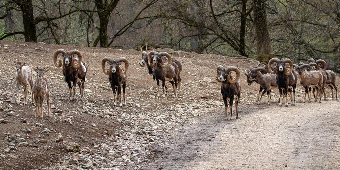 2 Mufflon Jungtieren und eine Herde Mufflon-Widder mit mehr al 10 Tieren kommen dem Betrachter entgegen.