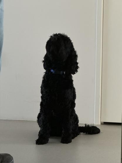 Joy the black Labradoodle being bestest girl and sitting for treats.
