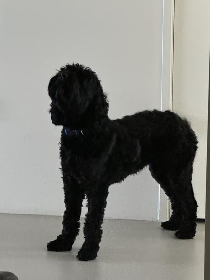 Joy the black Labradoodle looking at why I am still in bed after she’s had her morning run.
