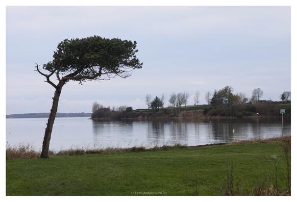 A pine tree to the left, leaning slightly to the right. In the foreground green grass, in the background the sea, land with trees and a summerhouse. Shaded, sky covered afternoon.