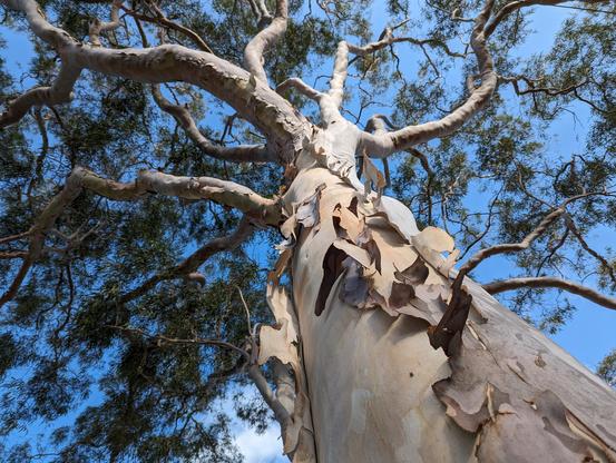 tall gumtree with its bark peeling off from its trunk