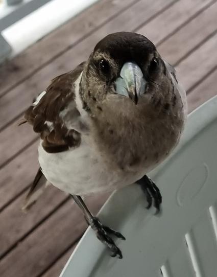 A grey butcherbird balanced on a chair on our verandah.