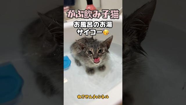 【お風呂 飲み干す】初めてのお風呂を経験した子猫がついつい・・・😊💓 / rescued a kitten #shorts #猫のお風呂 #かわいい猫
