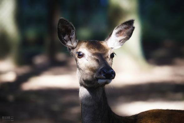 Die Tele-Aufnahme im Querformat zeigt vor unscharfem Hintergrund den Kopf sowie ein Stück vom Oberkörper einer Hirschkuh. Das Rehwild schaut mit aufgestellten Ohren in Richtung des Fotografen. Aufgenommen im [Safari-Park Beekse Bergen](https://www.beeksebergen.nl/de) in den Niederlanden.

The telephoto shot in landscape format shows the head and part of the upper body of a doe against a blurred background. The deer is looking in the direction of the photographer with its ears erect. Taken at [Safari Park Beekse Bergen](https://www.beeksebergen.nl/en) in the Netherlands.