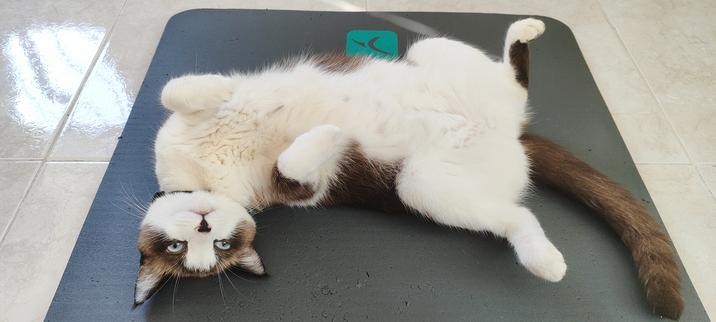 A kitten laying face up on a yoga mat.