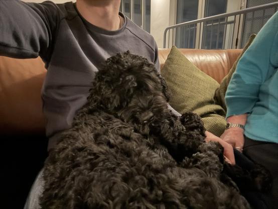 Joy the Doodle on my lap, trying to introduce her to Mom.