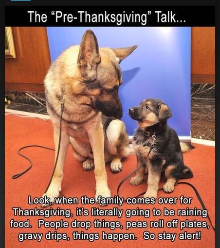 Photo of a large German Shepherd dog and a puppy of the same breed. They are both sitting down, and looking at one another. The meme text reads:

The "Pre-Thanksgiving" Talk…

Look, when the family comes over for Thanksgiving, it's literally going to be raining food. People drop things, peas roll off plates, gravy drips, things happen. So stay alert!