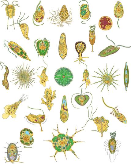 Snapshot of the open resource to depict microbial eukaryotes that the post describes. Diverse microbial eukaryotes.