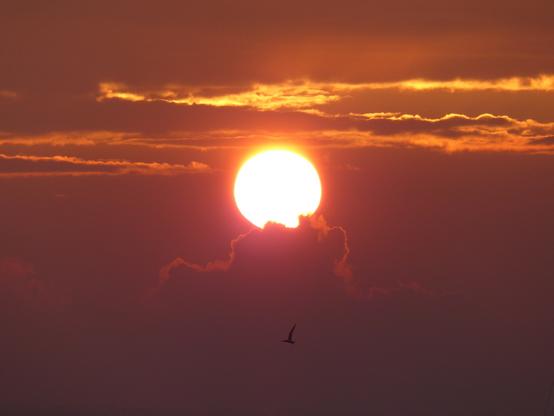 Le soleil se couche, un oiseau en contre jour