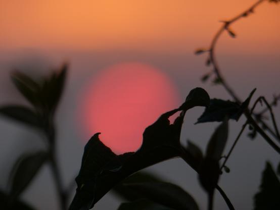 Le soleil se couche derrière les feuilles de plantes