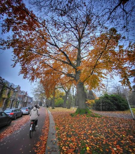 Magnificent big tree in fiery orange leaves, autumn