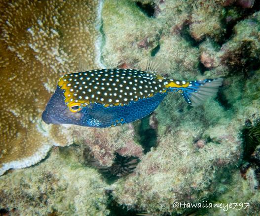 A rugby-shaped fish, just bigger than your palm, marked in blue, brown and white spots.