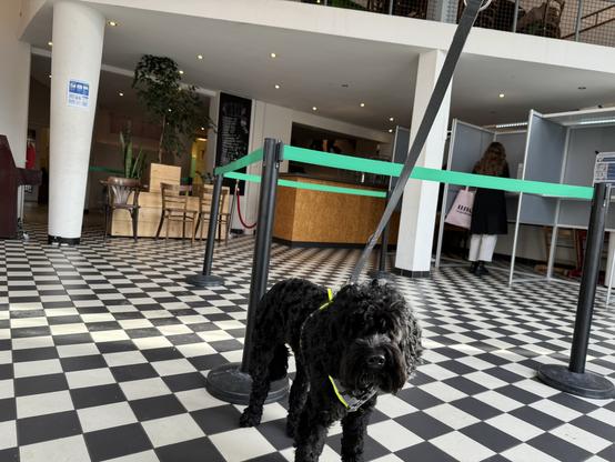 Joy the Doodle in line to vote.
