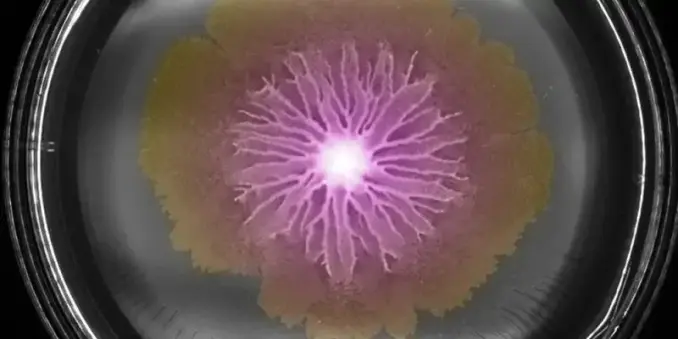 Swarm of Bacillus subtilis bacteria on an agar plate.