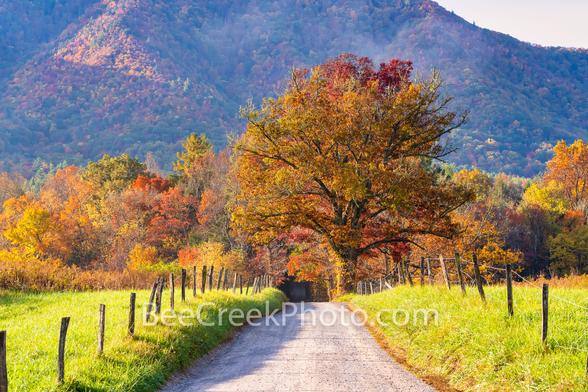 Autumn Colors at Cades Cove-Smoky Mountains - Another capture of this famous road in Cades Cove called Spark lane with the Smoky Mountains as a backdrop.  It was a lovely morning drive into Cades Coves in the Smoky Mountain National Park to capture these beautiful autumn colors.