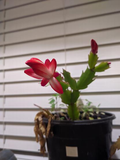 My red blooming S. truncata.