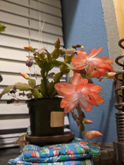 My orange blooming S. truncata.