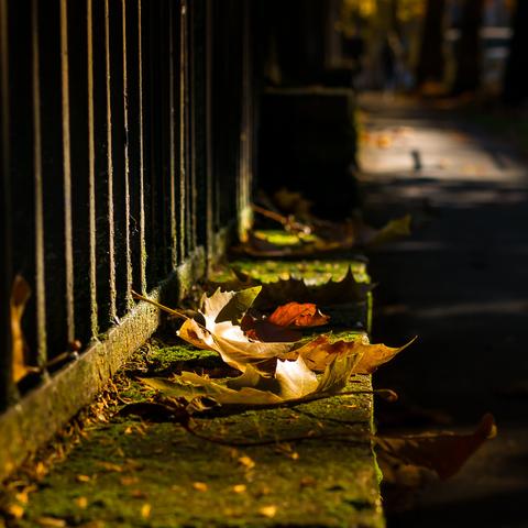 Gehweg mit Bäumen im Herbst. Links ein Betonsockel mit Metallzaun, der eine bemoost, der andere rostig. 
Auf dem Sockel Herbstlaub im Sonnenschein.