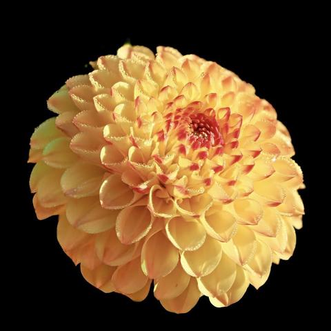 Closeup of the bright orange blothom of a dahlia, tiny droplets of dew on the edges of the petals, the background completely black