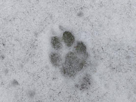 Dog paw print on snow.