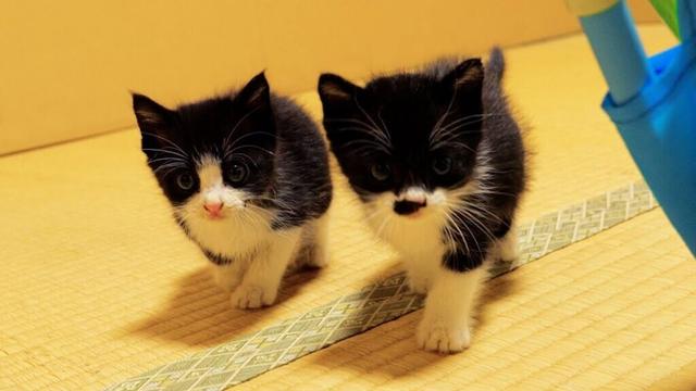 リニューアルした広いお部屋をヨチヨチ歩きで探索する仲良し子猫姉妹①【道路のずぶ濡れ子猫保護2日目】