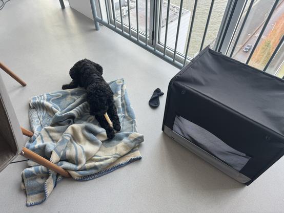 Joy the black Doodle is rolling around on the blanket behind the dining table while discovering how to eat a bone. 🦴