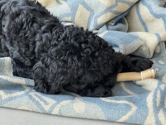 Closeup of Joy the Doodle eating her bone.