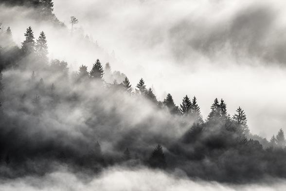 Constantly moving fog and clouds over the pine-covered hills mixed with early morning sun rays made for a magical atmosphere in alpine valleys of Slovenia.