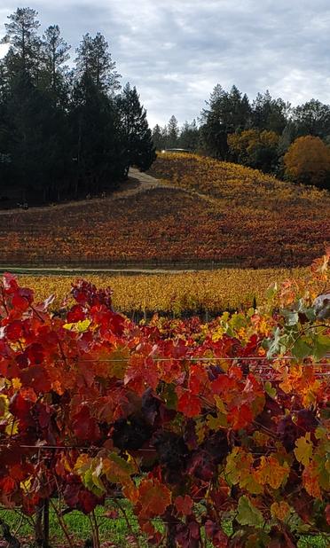 Vineyards in autumn. Red leaved in foreground, gold in mid ground and orange in the hills. With dark green fir trees along horizon.