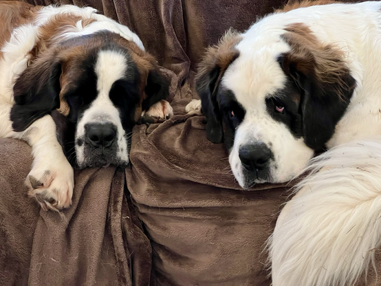 Two Saint Bernards snuggled on the couch together.