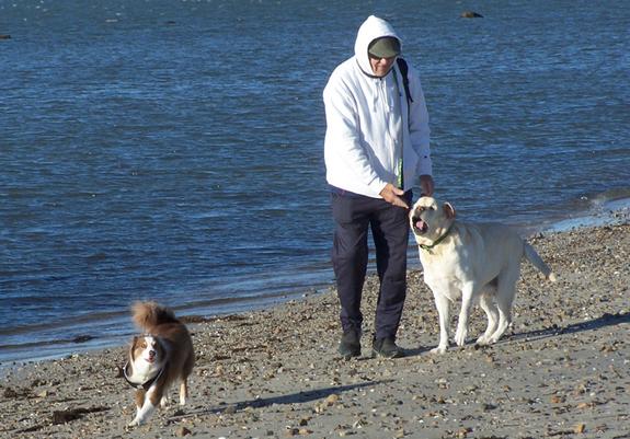 On a beach, a small mini-Aussie trots in front of his friend, a big old lab, who is with his owner.