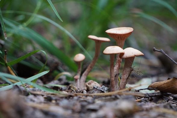 Small mushrooms under blades of grass 

Kleine Pilze, die unter Grashalmen stehen