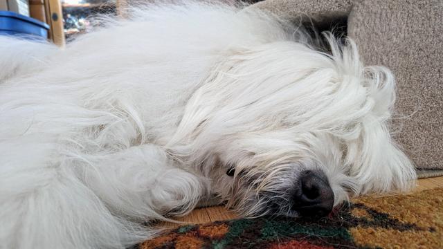 A very large fluffy white dog sleeping soundly on the floor.