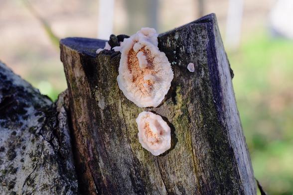 unha especie de fungo na madeira da mazanceira, plano, de cor laranxa no centro e branco no borde. Como unha lapa