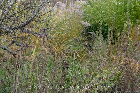 This photograph is impossible to describe adequately. It is, as the post says, a jungle of seedheads and ornamental grasses.
In the foreground, there is a row of mostly seedheads going across. On the left is a partial branch of an old greengage tree. 
Middle distance, centre, a tall ornamental grass, Miscanthus sinensis ‘New Hybrids’. The grass is flowering, going to seed, whilst its stems are already turning yellow. 
The green corner towards the back on the right is a bamboo.